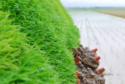 田植え 5月初旬