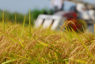 稲刈り 10月初旬